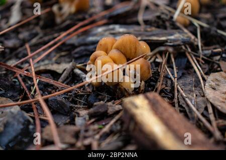 Rom, EINE kleine Gruppe von Pilzen erscheint unter den Bäumen im Wald. Stockfoto