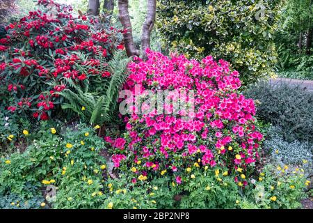 Rote Rhododendron und rosa Azalee in Blüte im Frühjahr im Vorgarten des Hauses, Großbritannien Stockfoto