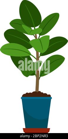 Ficus Hauspflanze im Blumentopf, Vektor-Symbol auf weißem Hintergrund Stock Vektor