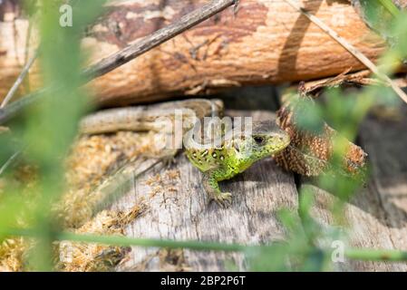 Eine europäische Eidechse in einem Naturschutzgebiet in Luxemburg, Nahaufnahme Stockfoto