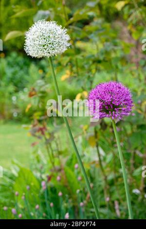 Riesige weiße und lila Allium (Zwiebel) Blüten im Garten hinten, Großbritannien Stockfoto