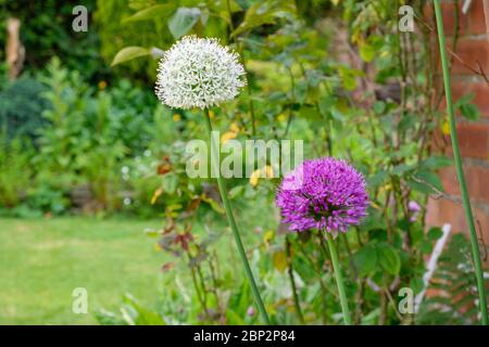 Riesige weiße und lila Allium (Zwiebel) Blüten im Garten hinten, Großbritannien Stockfoto