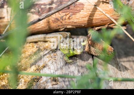 Eine europäische Eidechse in einem Naturschutzgebiet in Luxemburg, Nahaufnahme Stockfoto
