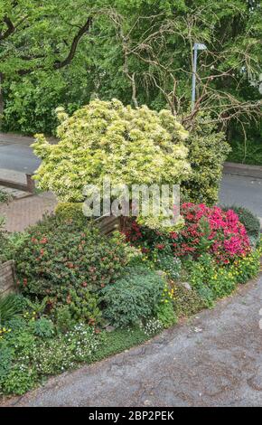 Pieris formosa forrestii 'Waldflamme' im Frühjahr in UK Garten Stockfoto