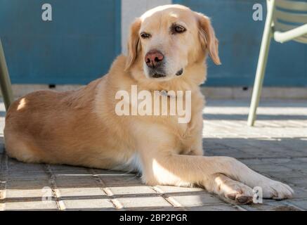 labrador Retriever lustiger Hund liegt mit gekreuzten Beinen, neugieriges Tier Kreuz ihre Pfoten Stockfoto