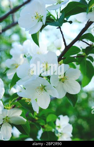 Blumen eines blühenden Apfelbaums bei Sonnenuntergang in den warmen Sonnenstrahlen Stockfoto