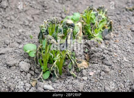 Frost beschädigte Kartoffelpflanzen auf einer britischen Zuteilung im Mai Stockfoto