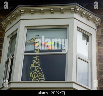 Harrogate, North Yorkshire, Großbritannien. Mai 2020. Das Ausschnitt einer Giraffe mit einem Regenbogenschal an den Fenstern eines Hauses im Zentrum der Stadt. Kredit: ernesto rogata / Alamy Live News Stockfoto