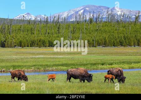 Weibliche bison mit Kälbern Beweidung in Yellowstone National Park, Wyoming, USA Stockfoto