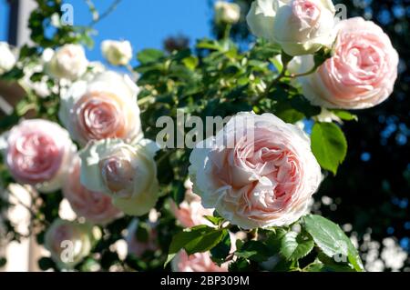 bush von rosa und weißen Rosen in einem Garten und blauer Himmel im Hintergrund. Romantische Stimmung Stockfoto