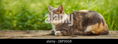 Schöne Esche Kitty Porträt im Garten, Hintergrund grünes Gras. Stockfoto