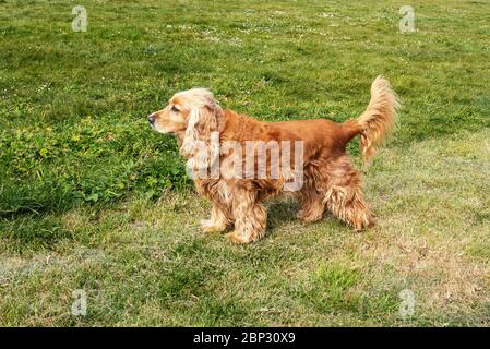 Cocker Spaniel im Profil auf Gras stehend Stockfoto