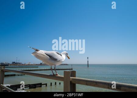 Möwe sitzt auf Geländern und ist dabei abzuheben. Ramsgate Hafen kann im Hintergrund gesehen werden. Der Himmel ist blau. Stockfoto