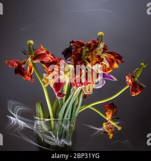 Verwelktes Bouquet von Tulpen, Lichteffekt Dunst, instagram. Stockfoto