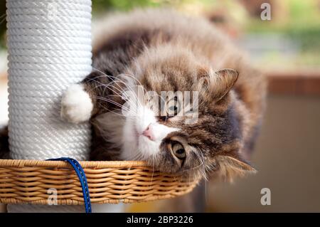Schöne Nahaufnahme einer liegenden Katze, die auf die Kamera auf dem Kratzturm schaut. Lustige Katze Stockfoto