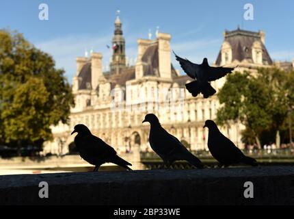 Tauben vor dem Hôtel de Ville (Rathaus) in Paris, Frankreich. Stockfoto