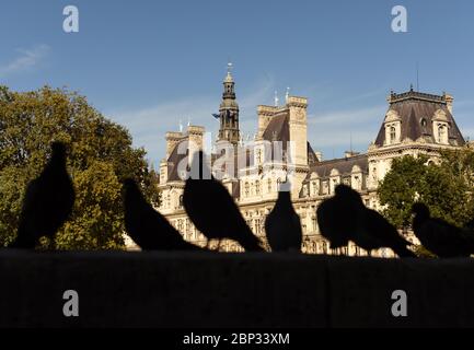 Tauben vor dem Hôtel de Ville (Rathaus) in Paris, Frankreich. Stockfoto