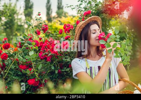 Mädchen riecht und bewundert Rosen. Frau sammelt Blumen im Garten für Bouquet. Gartenarbeit im Sommer. Stockfoto