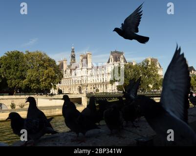 Tauben vor dem Hôtel de Ville (Rathaus) in Paris, Frankreich. Stockfoto