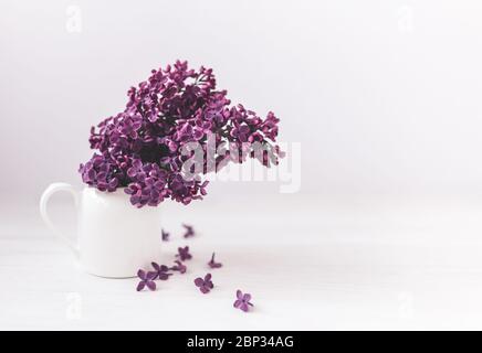 Romantisches Bouquet eines dunkelvioletten Flieders in einem Glas auf weißem Hintergrund. Platz für Text. Stockfoto