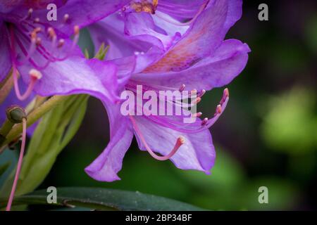 Watford, Großbritannien. 17 Mai 2020. UK Wetter - Rhododendren in Blüte während des warmen Wetters in Oxhey Woods, in der Nähe von Watford. Die Prognose ist für mehrere Tage anhaltendes schönes Wetter und steigende Temperaturen. Kredit: Stephen Chung / Alamy Live News Stockfoto