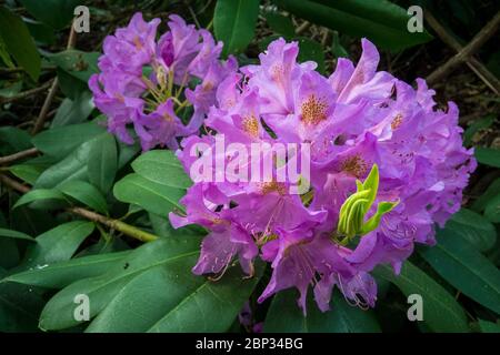 Watford, Großbritannien. 17 Mai 2020. UK Wetter - Rhododendren in Blüte während des warmen Wetters in Oxhey Woods, in der Nähe von Watford. Die Prognose ist für mehrere Tage anhaltendes schönes Wetter und steigende Temperaturen. Kredit: Stephen Chung / Alamy Live News Stockfoto