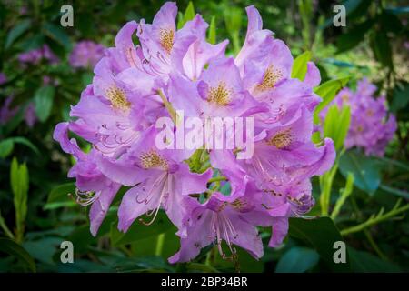 Watford, Großbritannien. 17 Mai 2020. UK Wetter - Rhododendren in Blüte während des warmen Wetters in Oxhey Woods, in der Nähe von Watford. Die Prognose ist für mehrere Tage anhaltendes schönes Wetter und steigende Temperaturen. Kredit: Stephen Chung / Alamy Live News Stockfoto