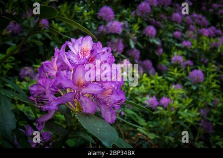 Watford, Großbritannien. 17 Mai 2020. UK Wetter - Rhododendren in Blüte während des warmen Wetters in Oxhey Woods, in der Nähe von Watford. Die Prognose ist für mehrere Tage anhaltendes schönes Wetter und steigende Temperaturen. Kredit: Stephen Chung / Alamy Live News Stockfoto