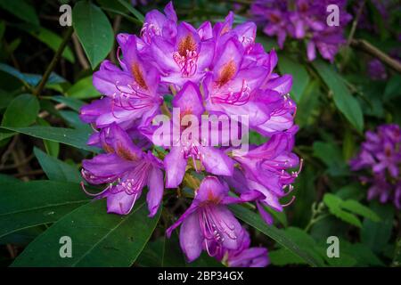 Watford, Großbritannien. 17 Mai 2020. UK Wetter - Rhododendren in Blüte während des warmen Wetters in Oxhey Woods, in der Nähe von Watford. Die Prognose ist für mehrere Tage anhaltendes schönes Wetter und steigende Temperaturen. Kredit: Stephen Chung / Alamy Live News Stockfoto