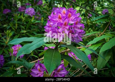 Watford, Großbritannien. 17 Mai 2020. UK Wetter - Rhododendren in Blüte während des warmen Wetters in Oxhey Woods, in der Nähe von Watford. Die Prognose ist für mehrere Tage anhaltendes schönes Wetter und steigende Temperaturen. Kredit: Stephen Chung / Alamy Live News Stockfoto