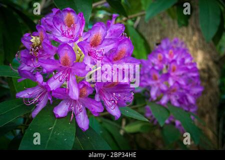 Watford, Großbritannien. 17 Mai 2020. UK Wetter - Rhododendren in Blüte während des warmen Wetters in Oxhey Woods, in der Nähe von Watford. Die Prognose ist für mehrere Tage anhaltendes schönes Wetter und steigende Temperaturen. Kredit: Stephen Chung / Alamy Live News Stockfoto