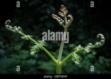 Watford, Großbritannien. 17 Mai 2020. UK Wetter - Farne beginnen sich zu entfalten während des warmen Wetters in Oxhey Woods, in der Nähe von Watford. Die Prognose ist für mehrere Tage anhaltendes schönes Wetter und steigende Temperaturen. Kredit: Stephen Chung / Alamy Live News Stockfoto