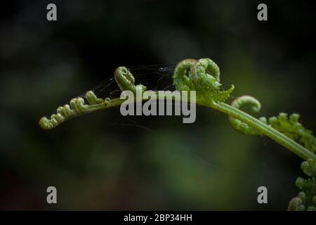 Watford, Großbritannien. 17 Mai 2020. UK Wetter - Farne beginnen sich zu entfalten während des warmen Wetters in Oxhey Woods, in der Nähe von Watford. Die Prognose ist für mehrere Tage anhaltendes schönes Wetter und steigende Temperaturen. Kredit: Stephen Chung / Alamy Live News Stockfoto