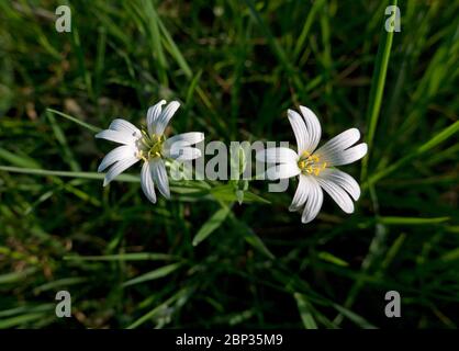 Zwei weiße Blüten von Mouse-Ear Kicherkraut, auch bekannt als Common Mouse-Ear oder Starweed zwischen Gras Stockfoto