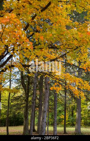 Maple Trees with Orange & Gold Leaves, Vertical Stockfoto