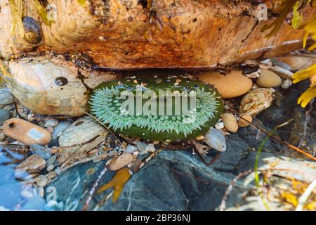 Anthopleura xanthogrammica (Giant Green Anemone) in Rennell Sound, Haida Gwaii, British Columbia Stockfoto