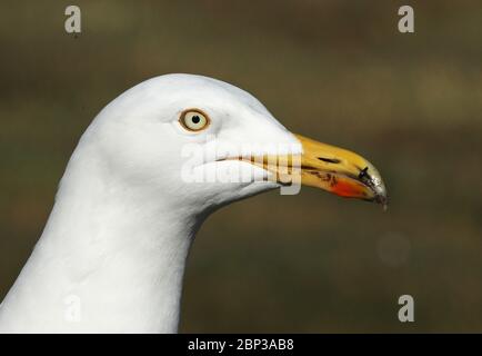 Europäische Herringmöwe (Larus argentatus argenteus) Nahaufnahme des Kopfes der erwachsenen Eccles-on-Sea-Hündin, Norfolk, Großbritannien, Europa April Stockfoto