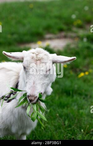 Weiße Hausziege Kauweiden Äste und Blätter auf einem Hintergrund der grünen Wiese. Stockfoto