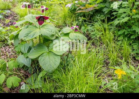 Detail der Pflanzen in einem einheimischen Präriegarten Stockfoto