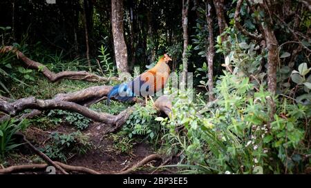 Der Sri Lanka Jungvogel gesichtet in Horton Ebenen, wo es der Nationalvogel in Sri Lanka ist Stockfoto