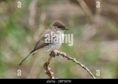 Und Eastern Phoebe, Sayornis phoebe, steht auf einem Zweig in einem Waldgebiet in Orillia Ontario Kanada. Stockfoto