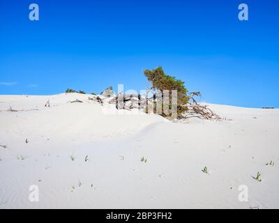 Ein wunderschöner Wacholder, verdreht und eingetaucht in den weißen Sand der Dünen von Porto Pino, Sant'Anna Arresi, Sardinien, Italien Stockfoto