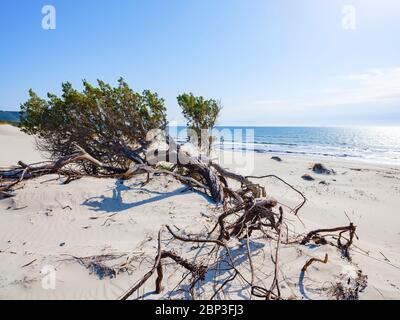 Ein wunderschöner Wacholder, verdreht und eingetaucht in den weißen Sand der Dünen von Porto Pino, Sant'Anna Arresi, Sardinien, Italien Stockfoto