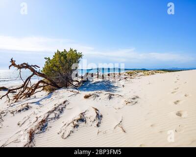 Ein wunderschöner Wacholder, verdreht und eingetaucht in den weißen Sand der Dünen von Porto Pino, Sant'Anna Arresi, Sardinien, Italien Stockfoto