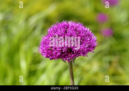 Eine 'Purple Sensation' Allium Blume (allium hollandicum, allium aflatunense) Stockfoto