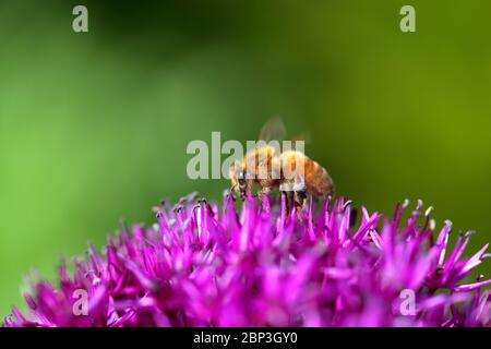 Eine Honigbiene auf einer 'Purple Sensation' Allium Blume (Allium hollandicum, Allium aflatunense) Stockfoto