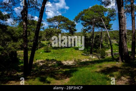 Zedern im dichten Wald der Insel Zypern an einem klaren Sommertag. Stockfoto