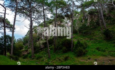 Zedern im dichten Wald der Insel Zypern an einem klaren Sommertag. Stockfoto