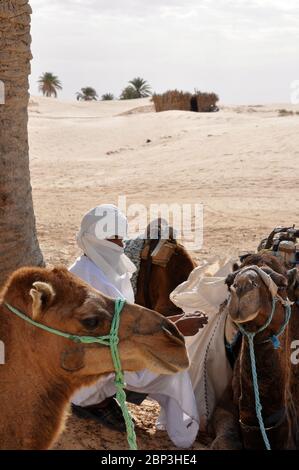 Ein tunesischer Mann im traditionellen weißen Turban bereitet Kamele für einen Kamelritt durch die Sahara in Tunesien, Afrika vor. Hochformat Stockfoto