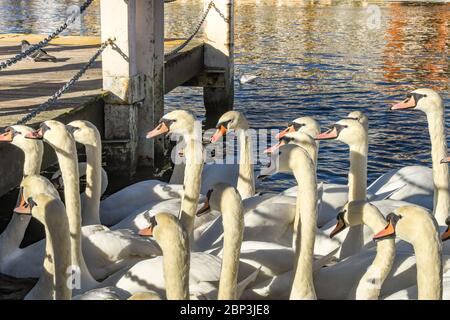 WINDSOR, ENGLAND - NOVEMBER 2018: Schwäne auf der Bootsanlegestelle an der Themse in Windsor auf der Suche nach Essen von Besuchern. Stockfoto